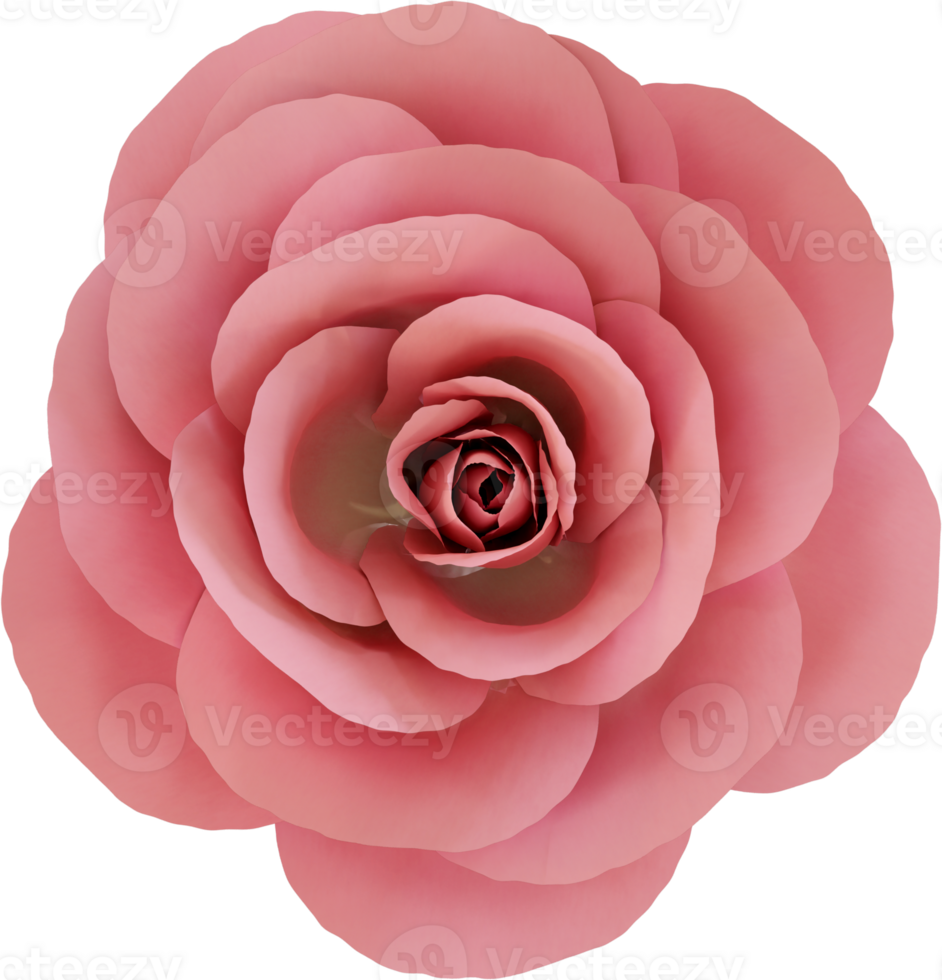 pink rose flower png