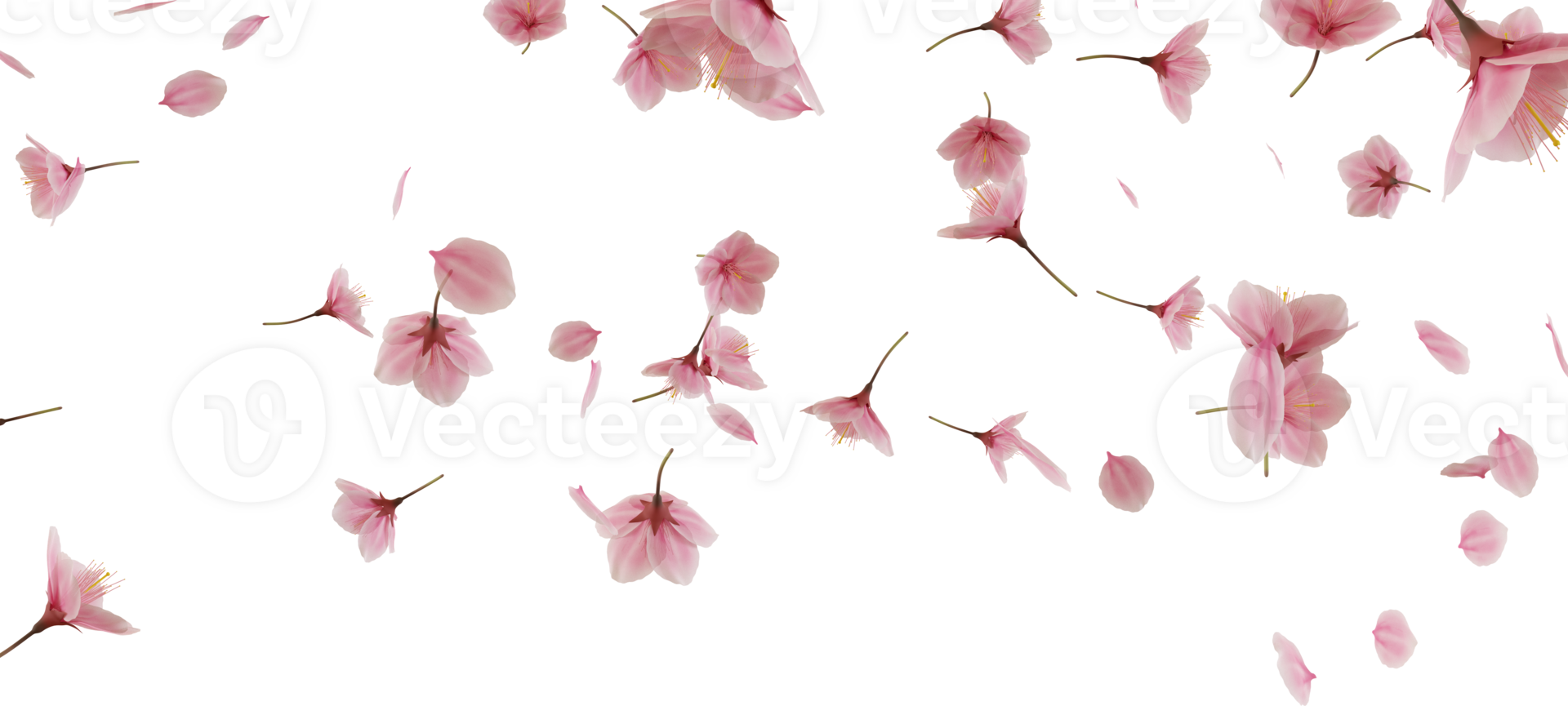 falling cherry blossom flower png
