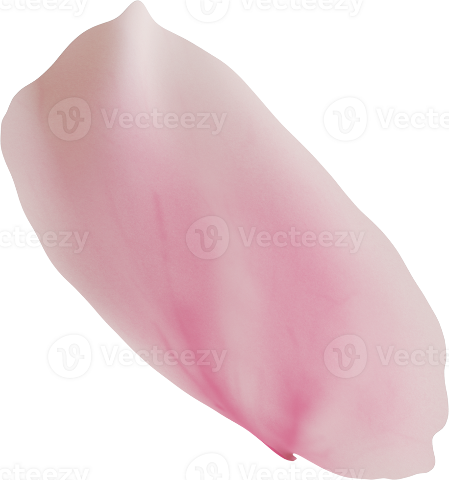 pink cherry blossom petal png