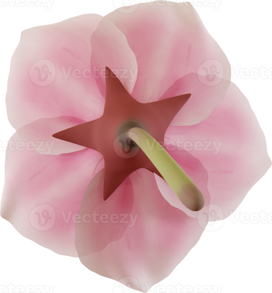 pink cherry blossom flower png