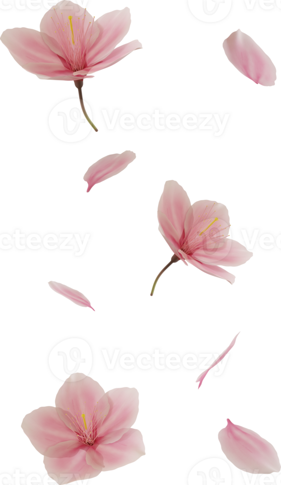 floating cherry blossom flower png