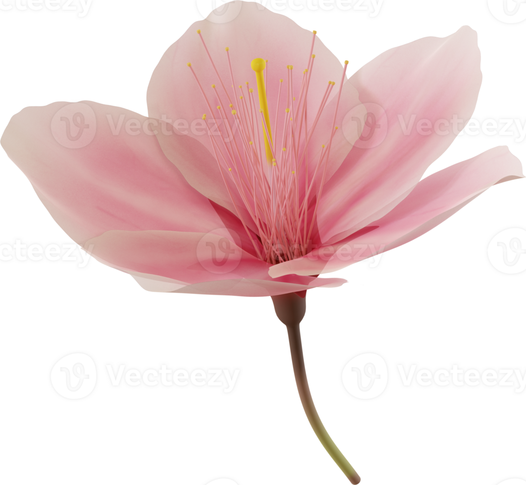 pink cherry blossom flower png