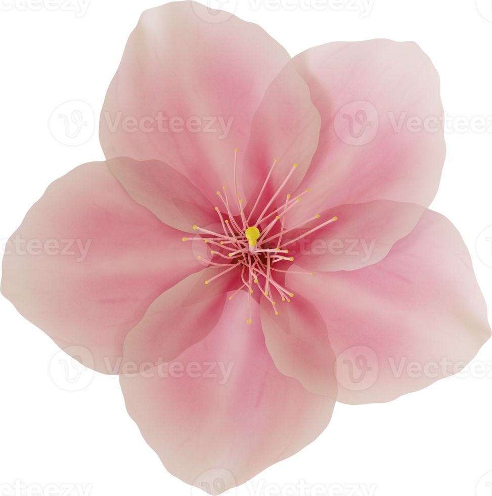 pink cherry blossom flower png