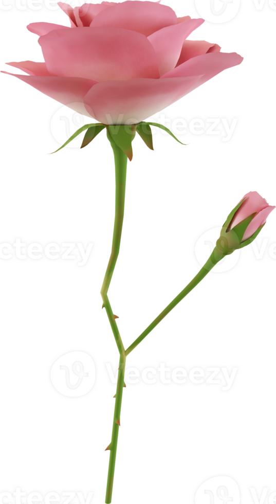 pink rose flower png