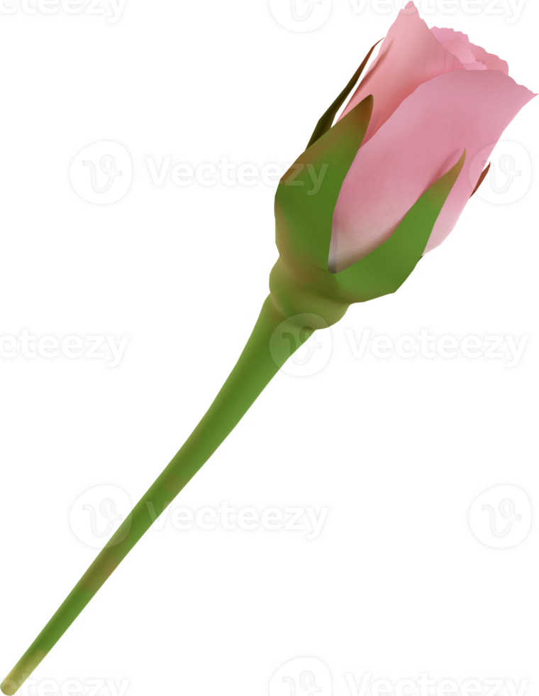 pink rose flower png