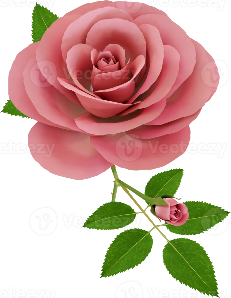 pink rose flower png