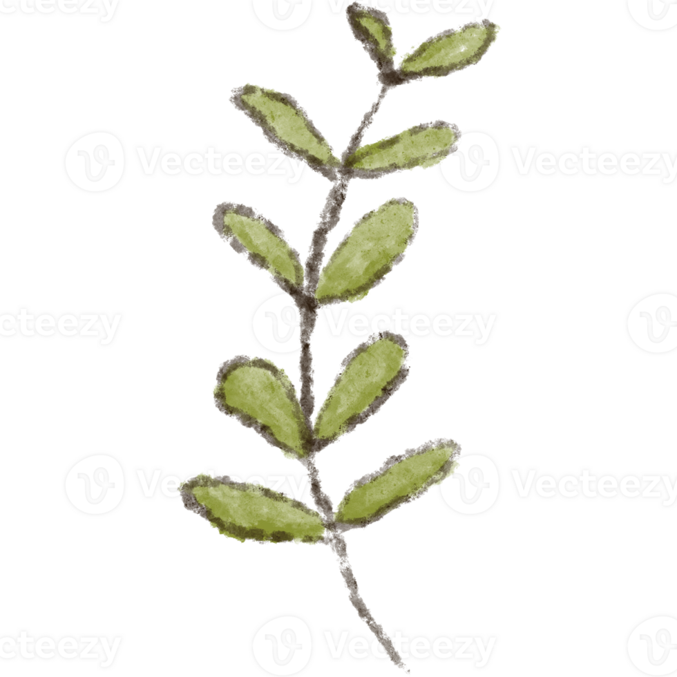 Leaf clipart elements are hand drawn and isolated. png