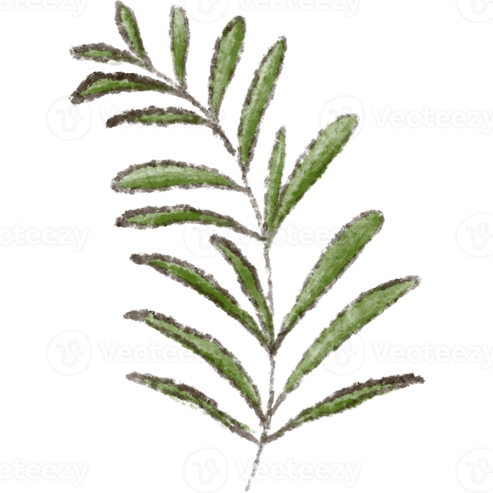 Leaf clipart elements are hand drawn and isolated. png