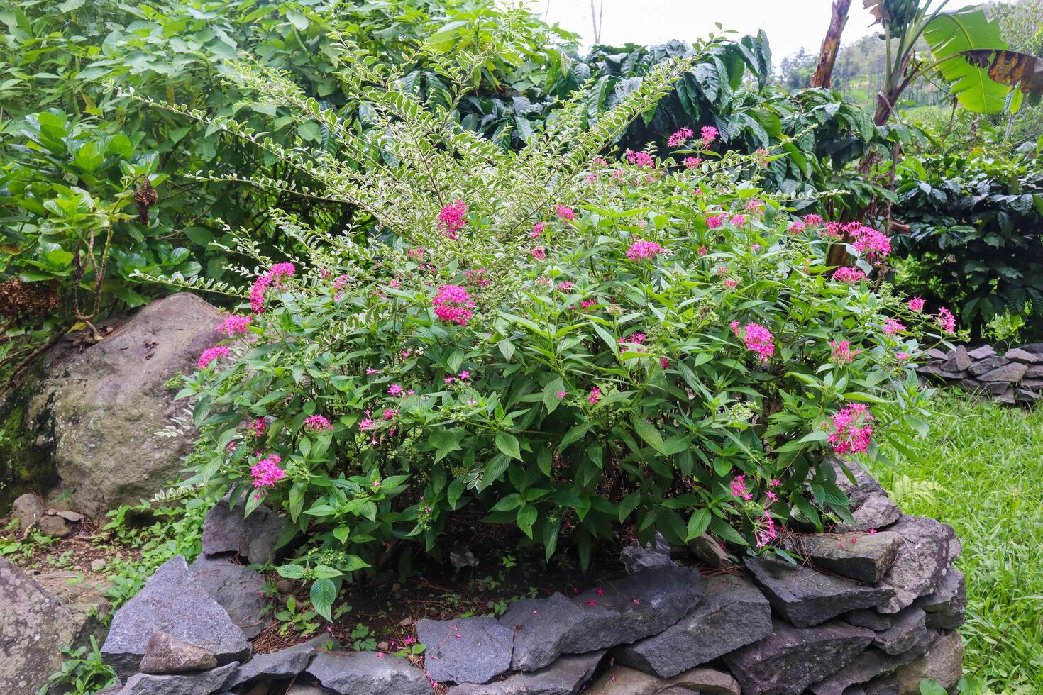 close up of pentas lanceolata plant photo