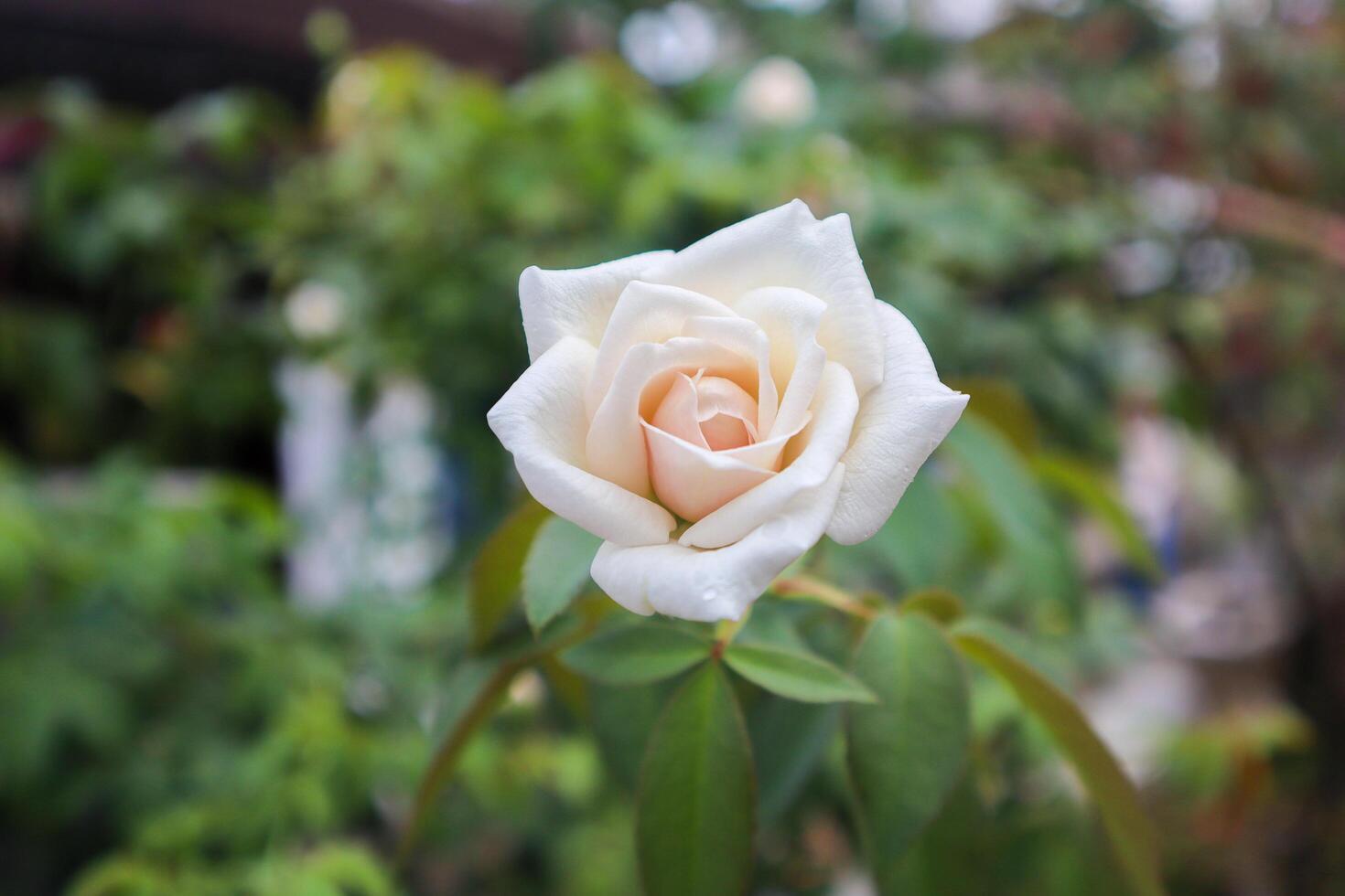 Rosa odorata is a hybrid flowering plant of the genus Rosa native to Yunnan in southwestern China. photo