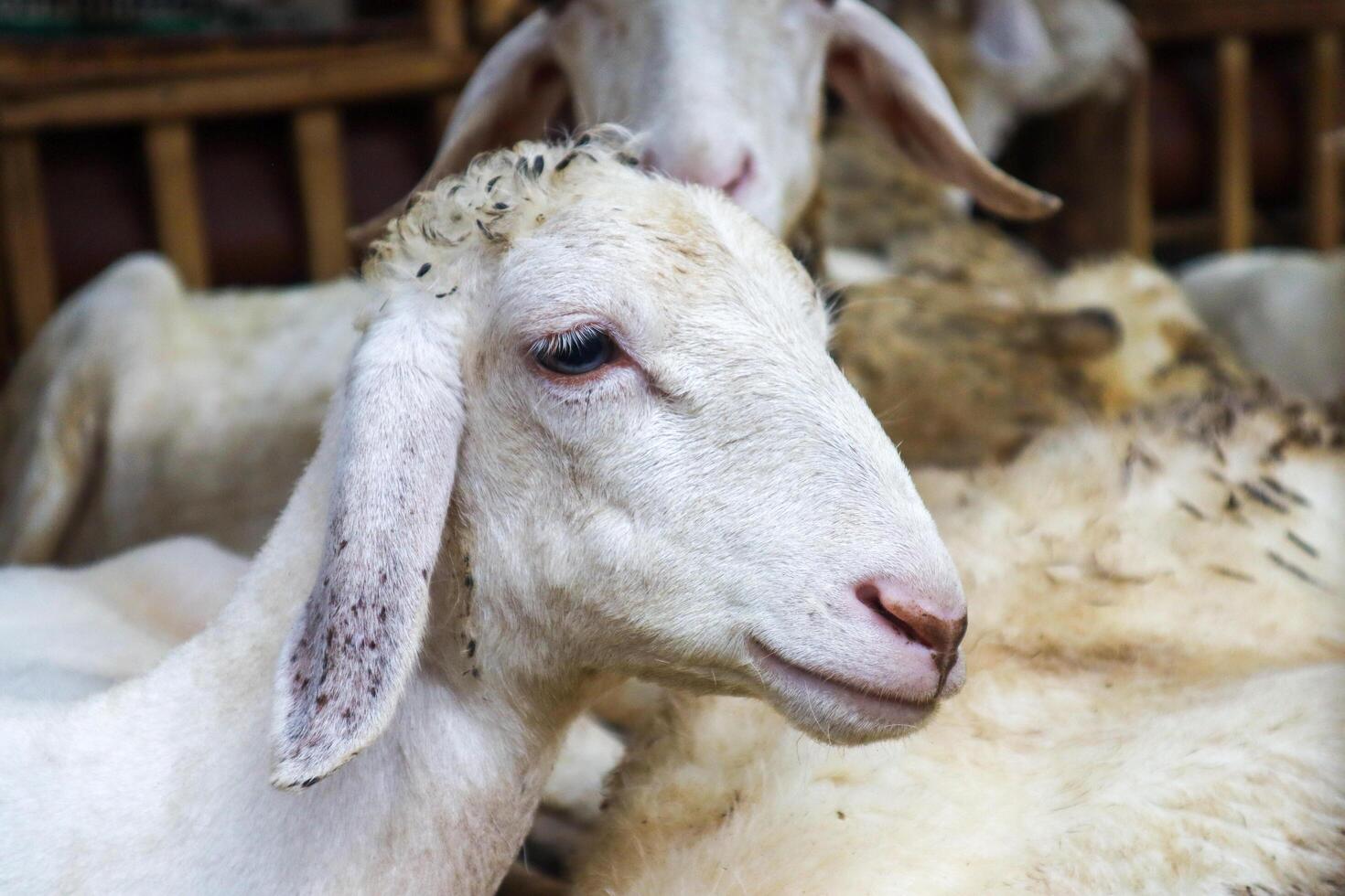 a sheep with white fur at the farm photo