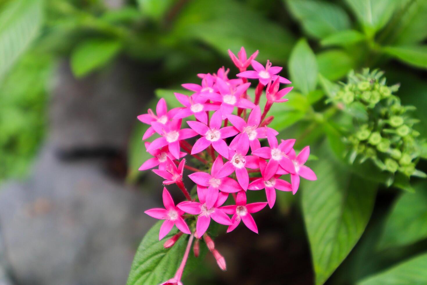 close up of pentas lanceolata plant photo