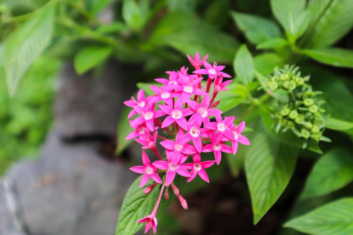 close up of pentas lanceolata plant photo
