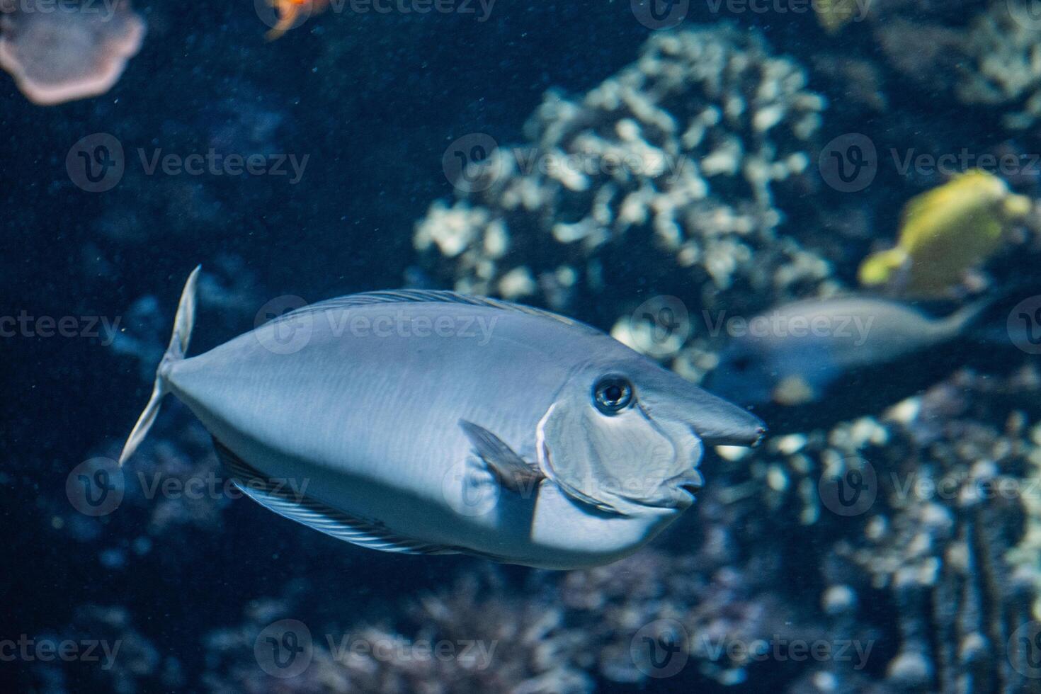 Curious fish with an intriguing gaze glides gracefully, a silent sentinel in blue aquatic wonderland photo