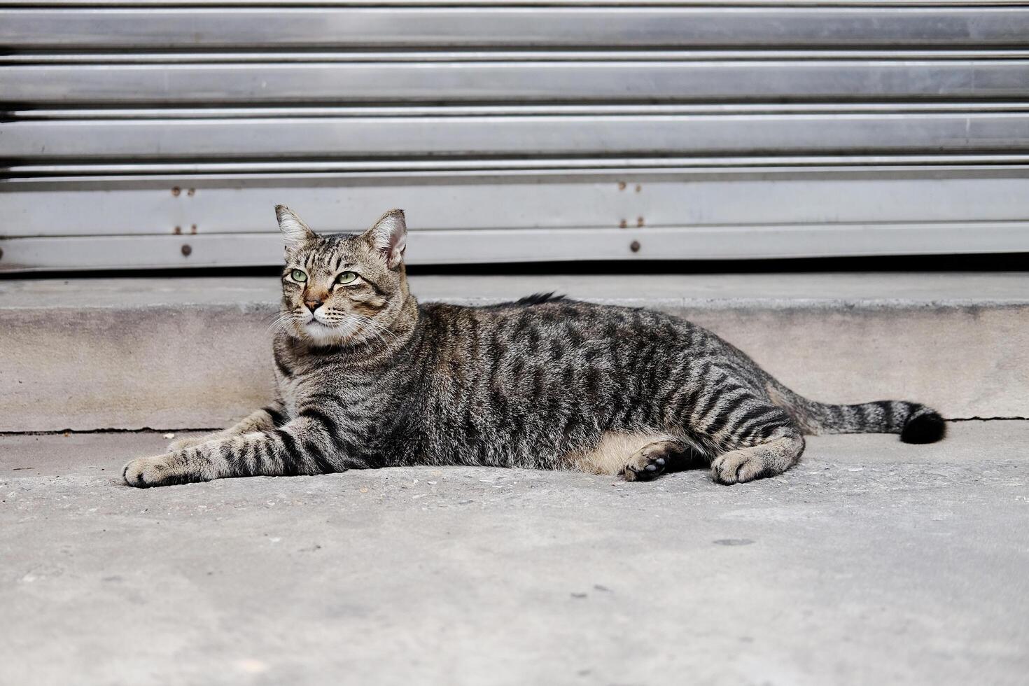 Portrait of a grey striped cat photo