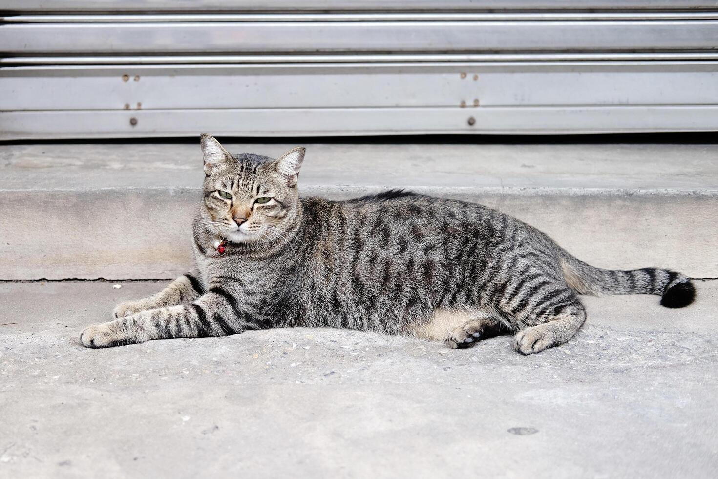 Portrait of a grey striped cat photo