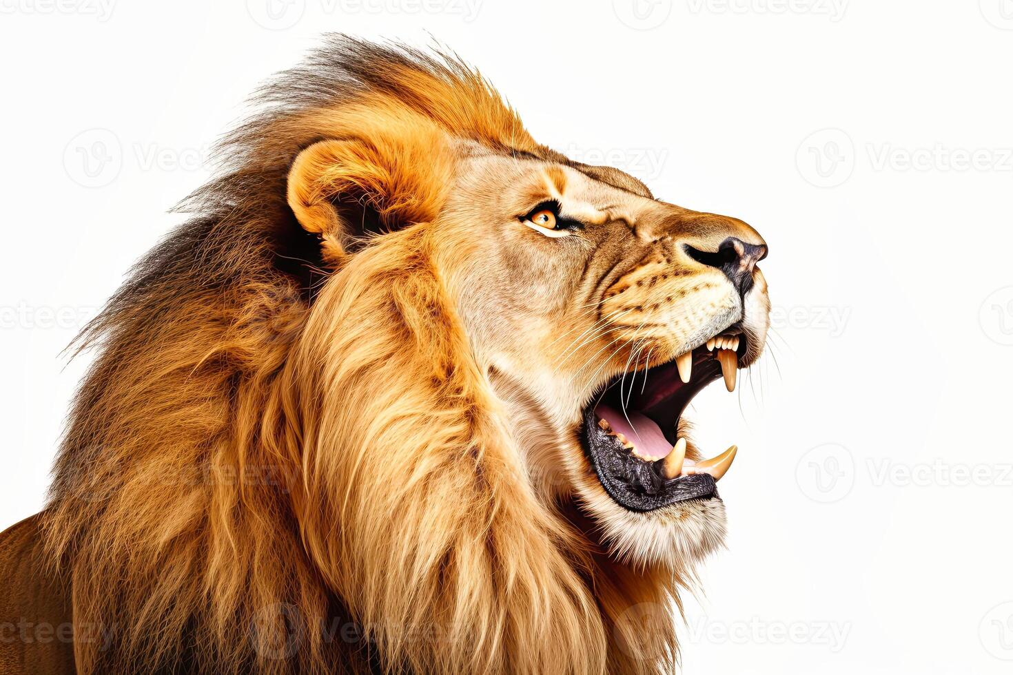 A lion with its mouth open wide, showcasing its impressive teeth and powerful roar. photo