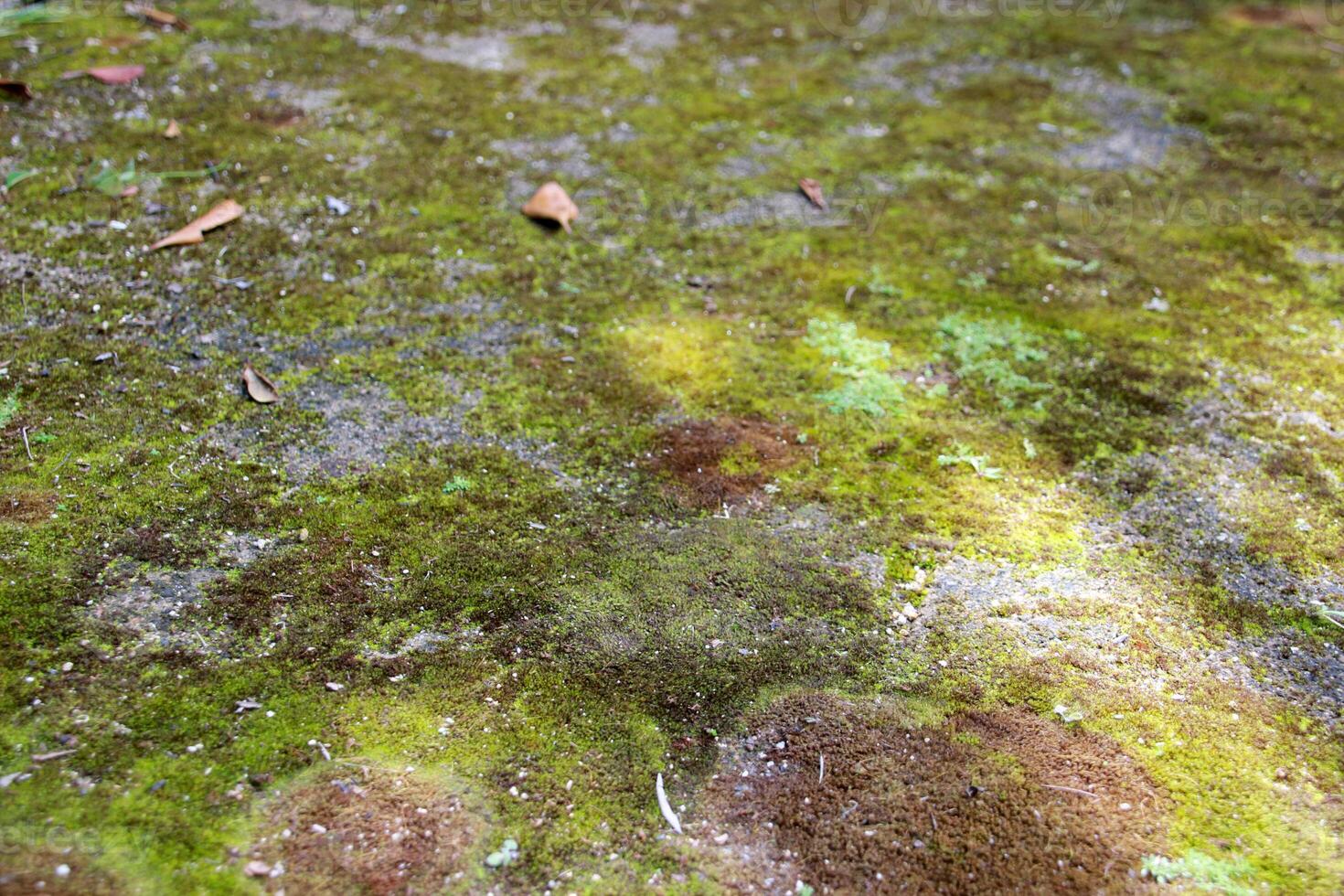 field of moss background with sunlight ray on the autumn summer time photo