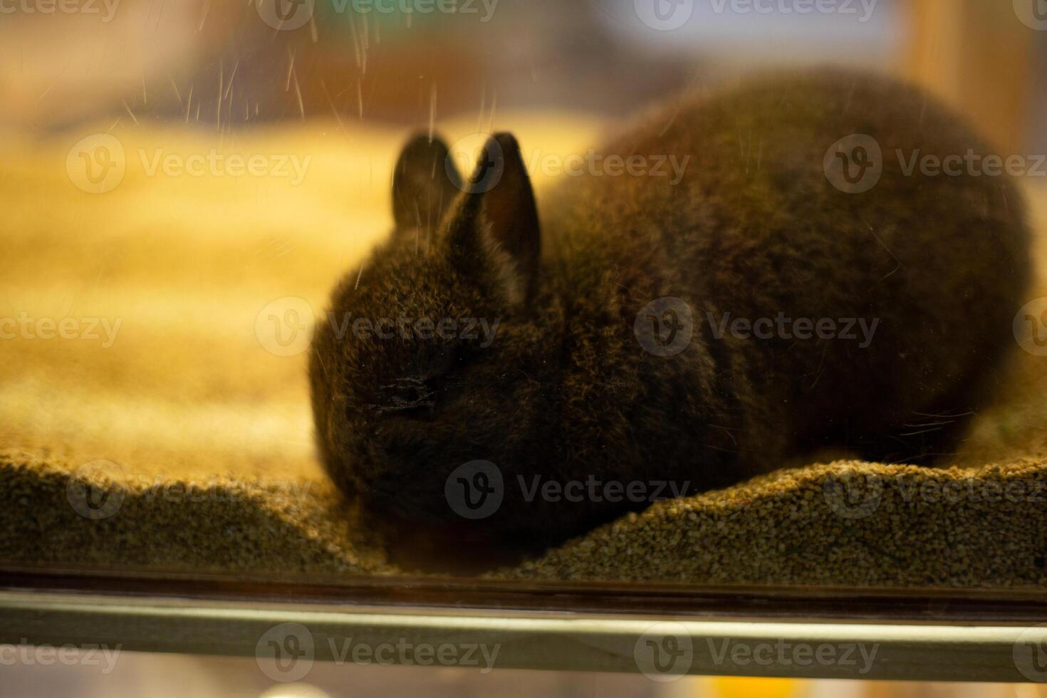 baby Netherland Dwarf Rabbit in the desert environment model mirror box photo