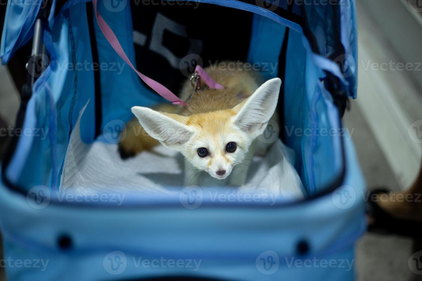 close up fluffy fatty fur fennec fox face in the dog Stroller cart in publics pet event with blur people background photo