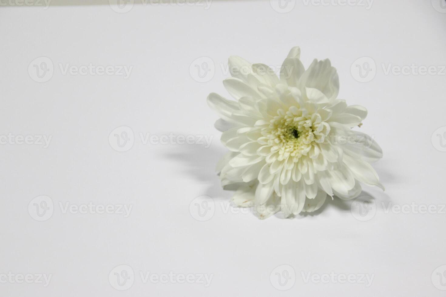 white CHRYSANTHEMUM flowers with grey background photo