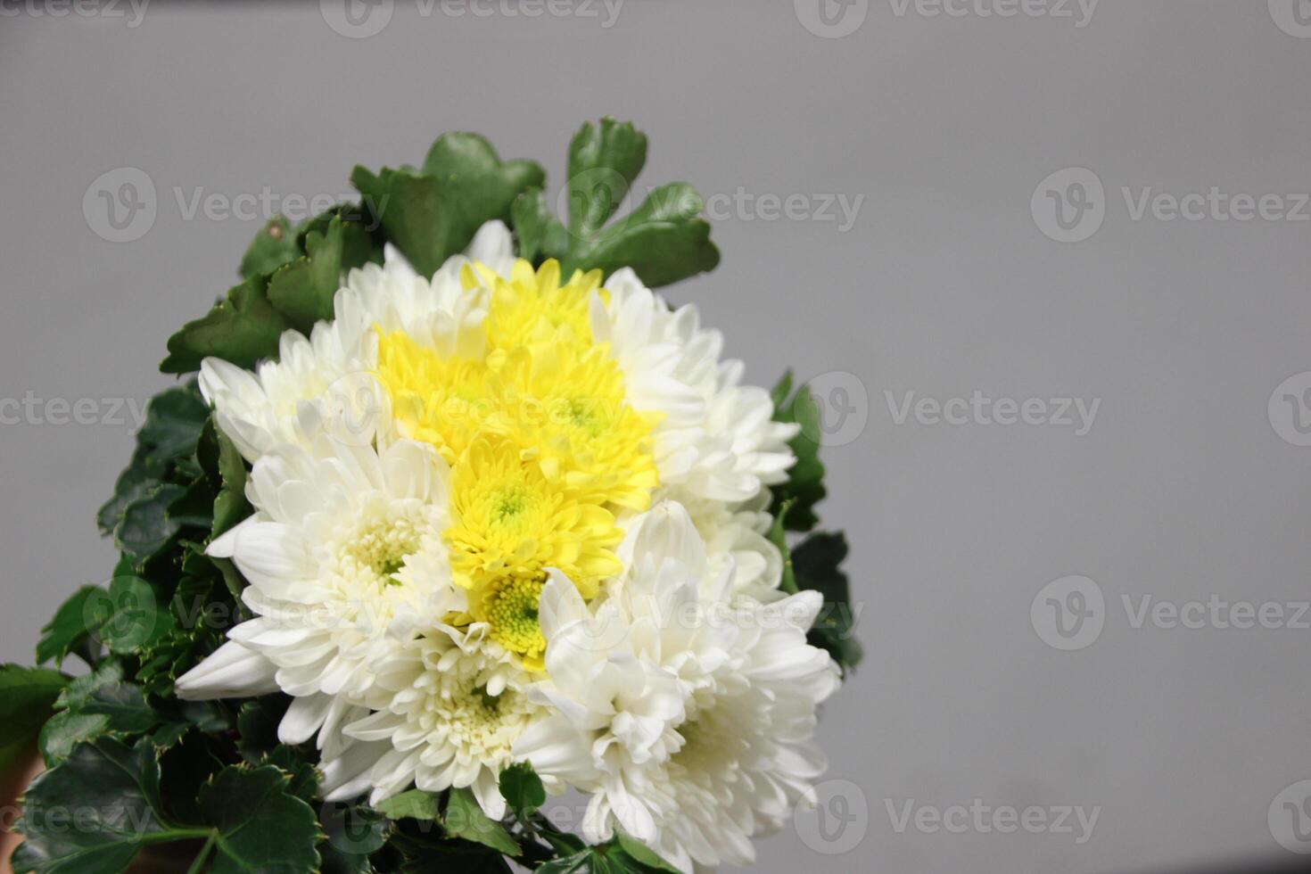 bouquet of yellow and white CHRYSANTHEMUM flowers with red background photo