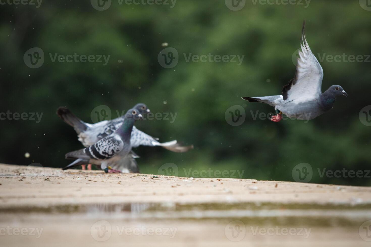 group of homing pigeon flying at home loft race photo
