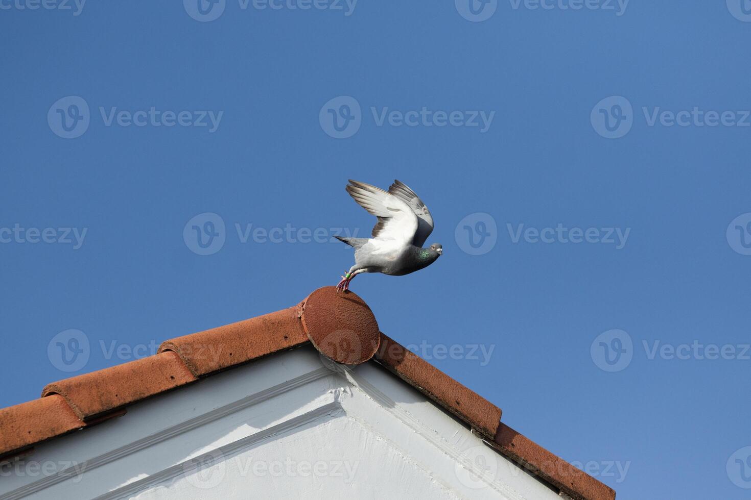 moment of homing pigeon take off to fly from home roof photo