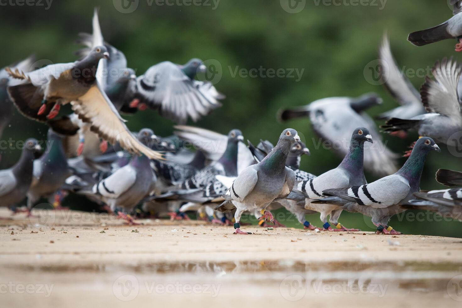 group of homing pigeon flying at home loft race photo