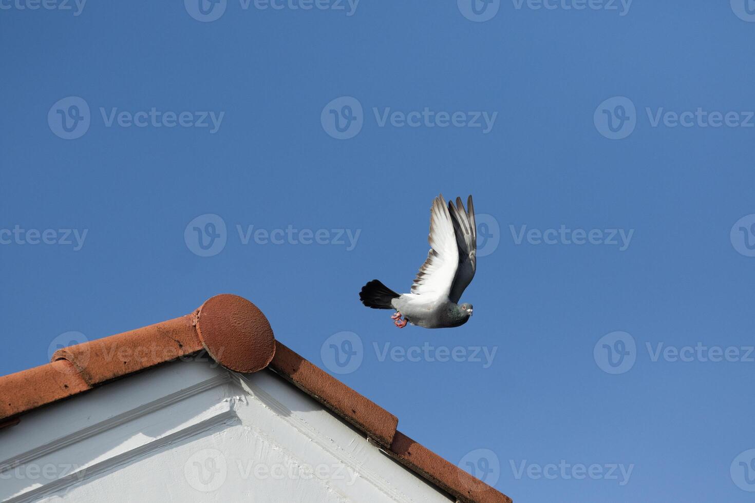 moment of homing pigeon take off to fly from home roof photo