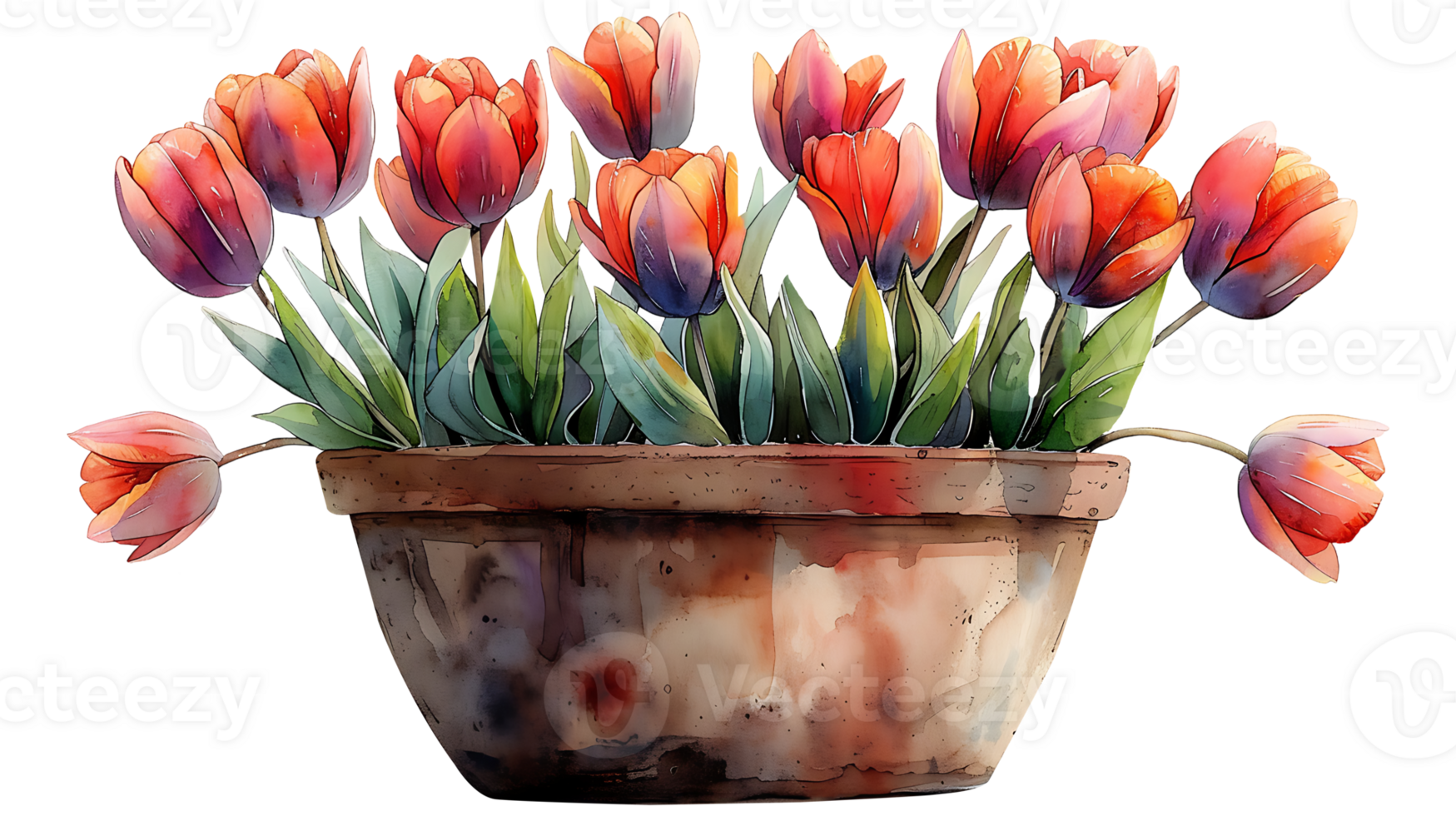 Beautiful watercolor tulip flowers in a pot on a transparent background png