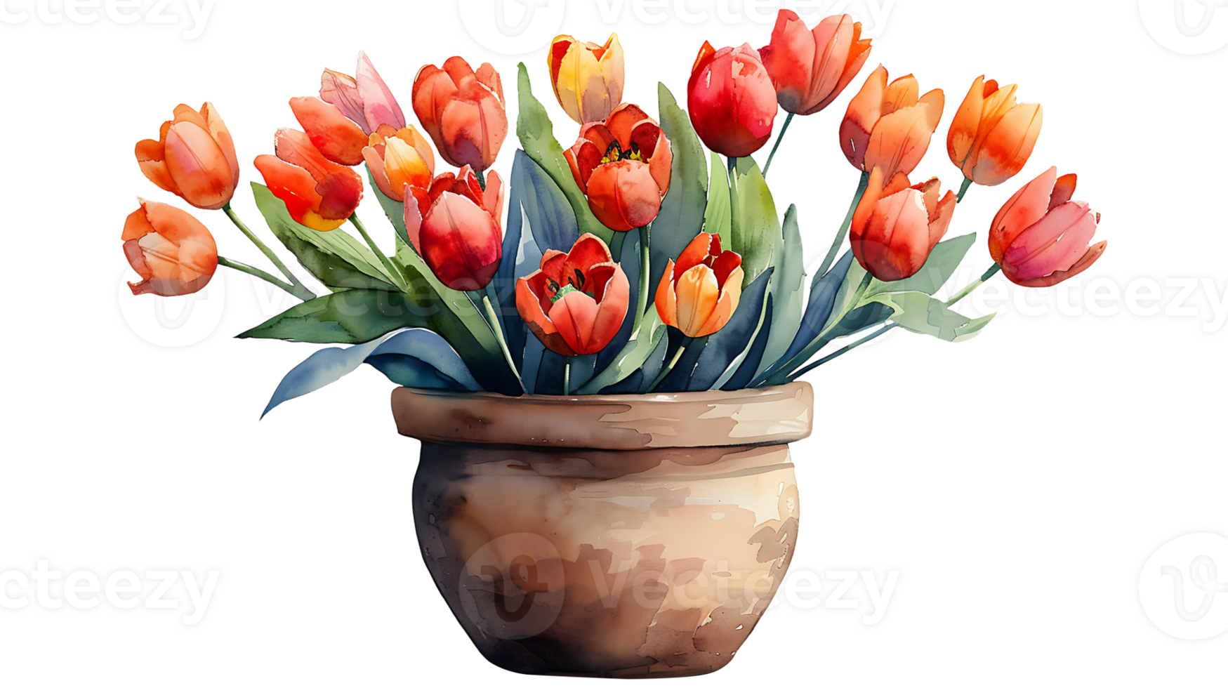 Beautiful watercolor tulip flowers in a pot on a transparent background png