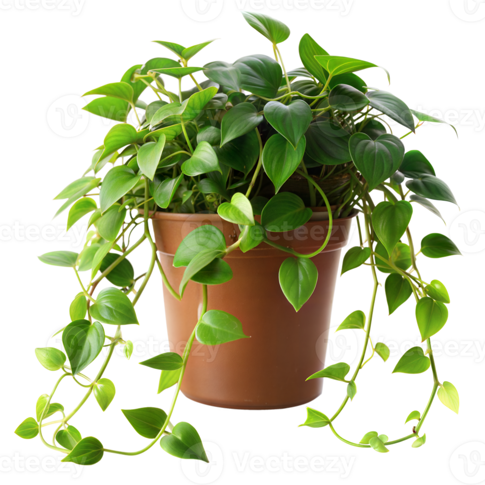 Green Vining Houseplant in Brown Pot on Transparent Background png