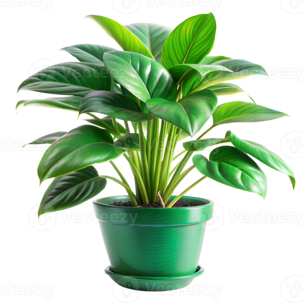 Green Plant in Green Pot on Transparent Background png