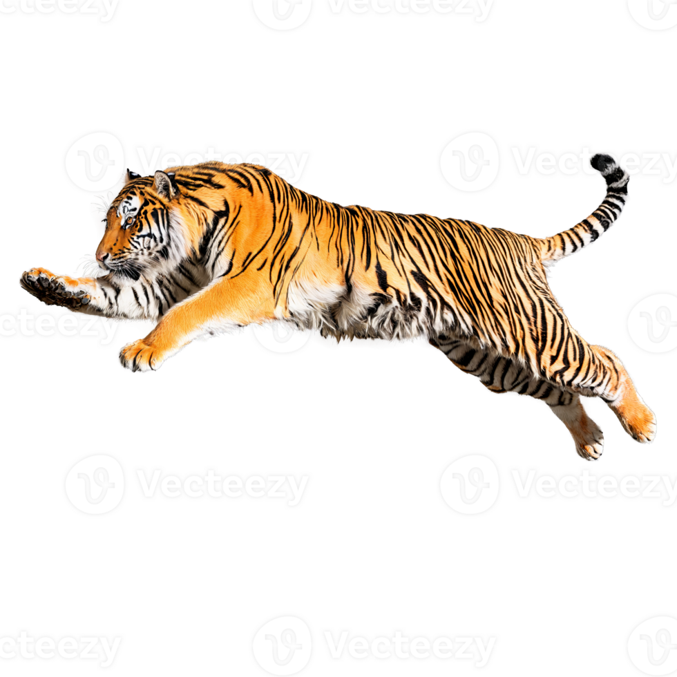 vorstelijk Siberisch tijger panthera Tigris altaica springend krachtig dik oranje en zwart gestreept jas dier png