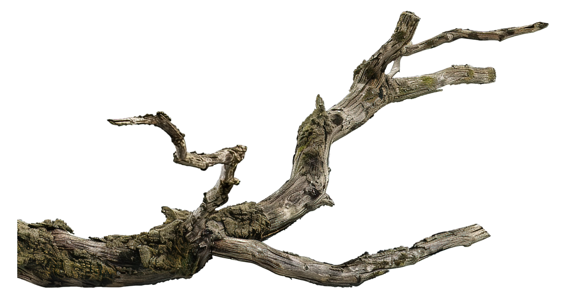 Oak Tree Mossy Branch Transparent Background png