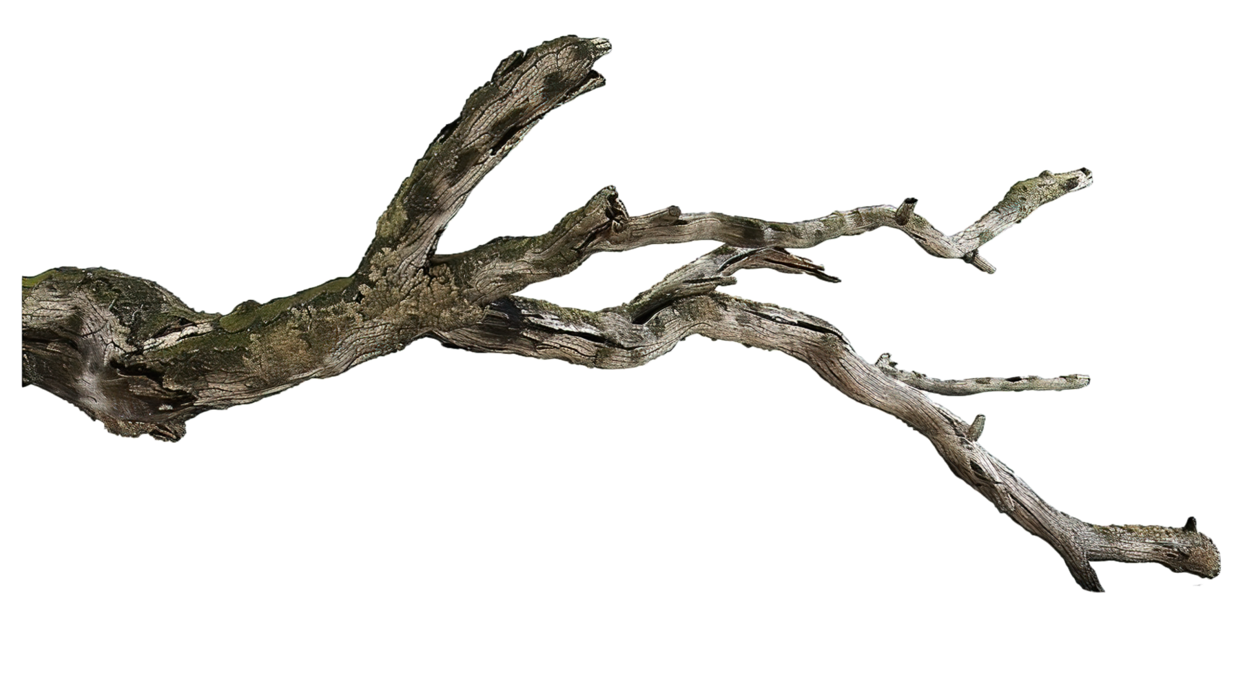 Tree Branch Driftwood Mossy Transparent Background png