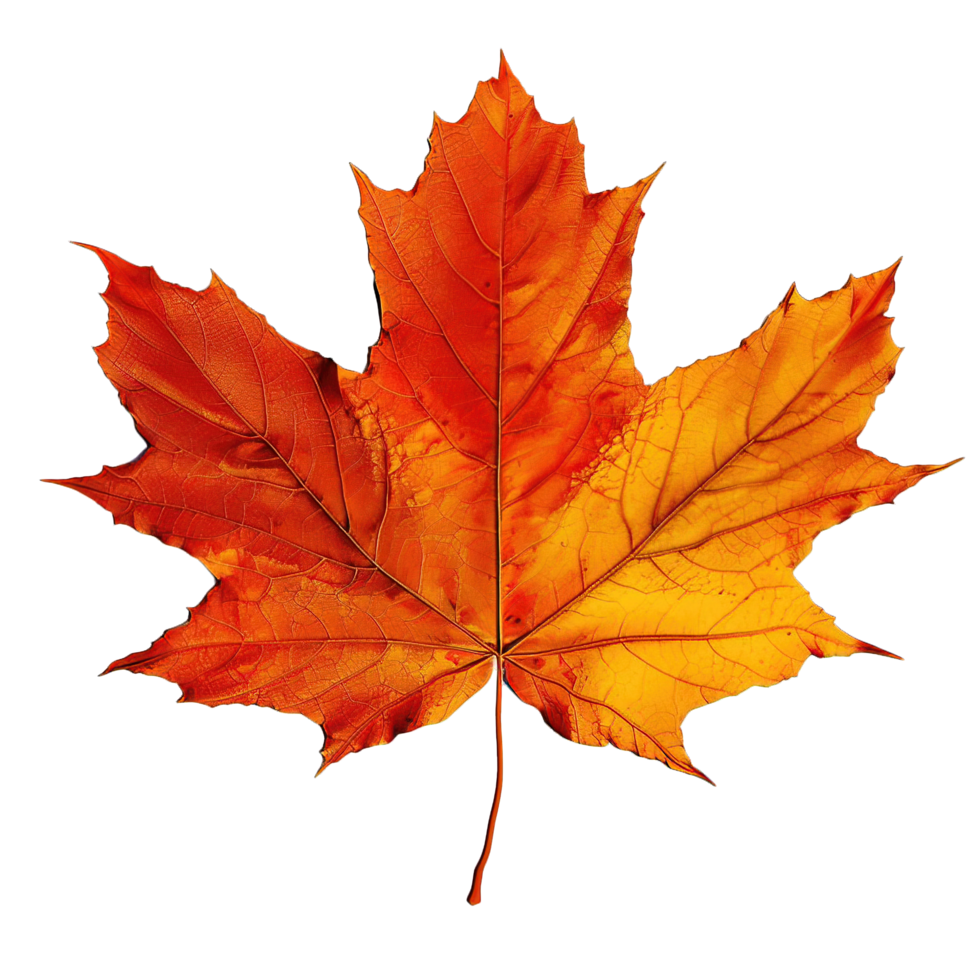 Autumn Fall Leaf Isolated Transparent Background png