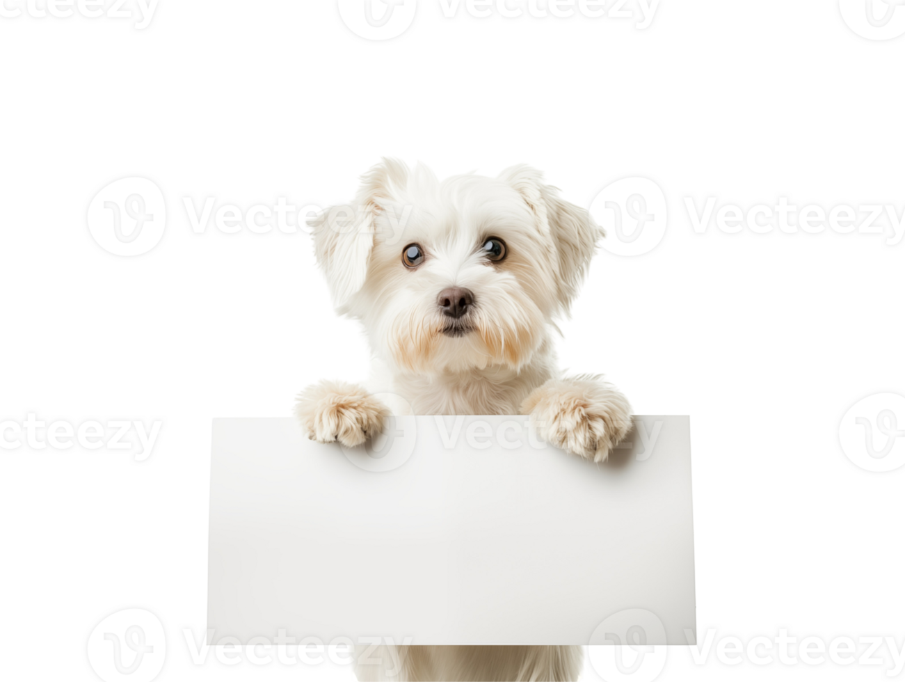 cute white dog holding a blank sign, isolated background png