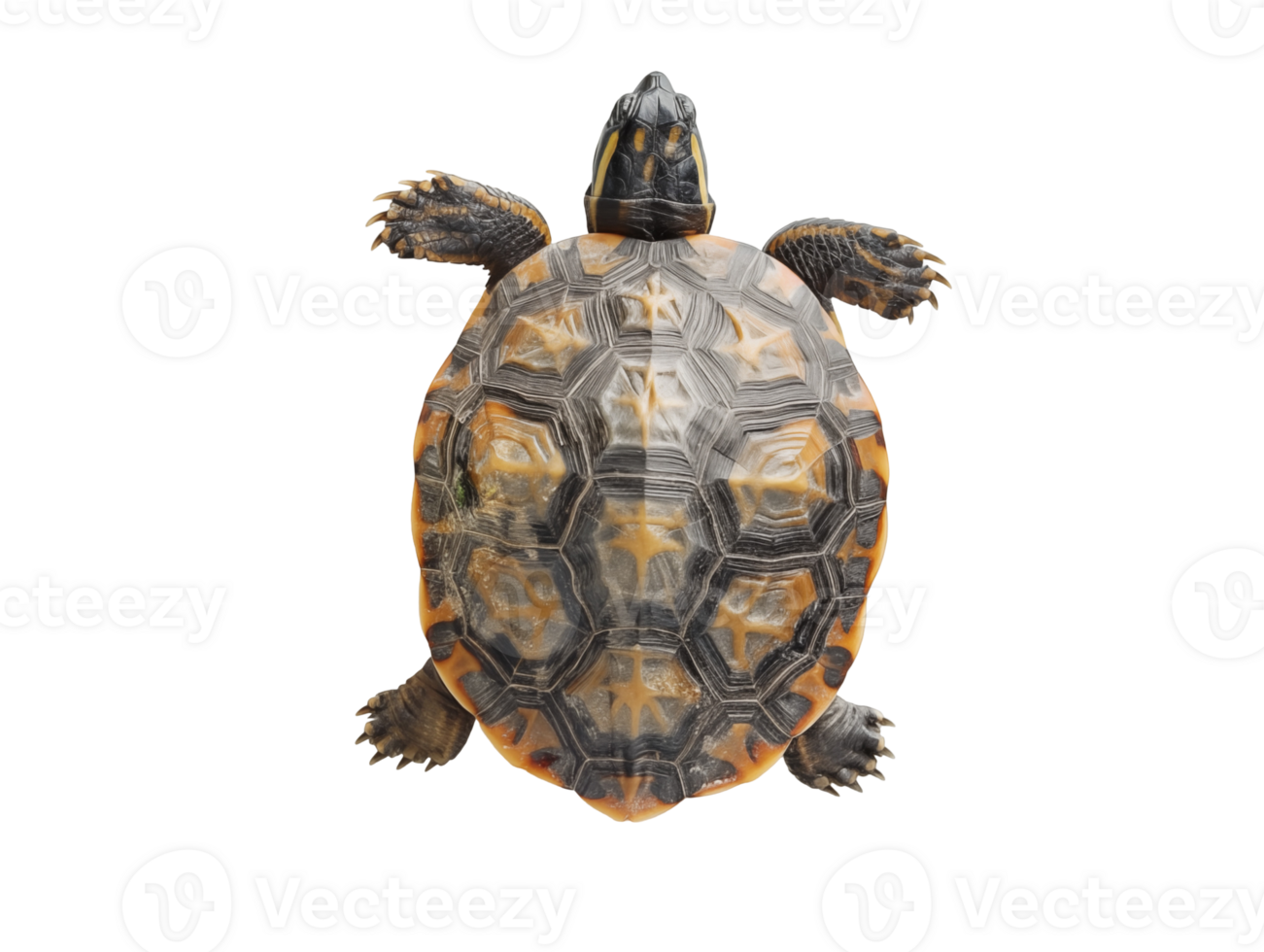turtle on isolated background png