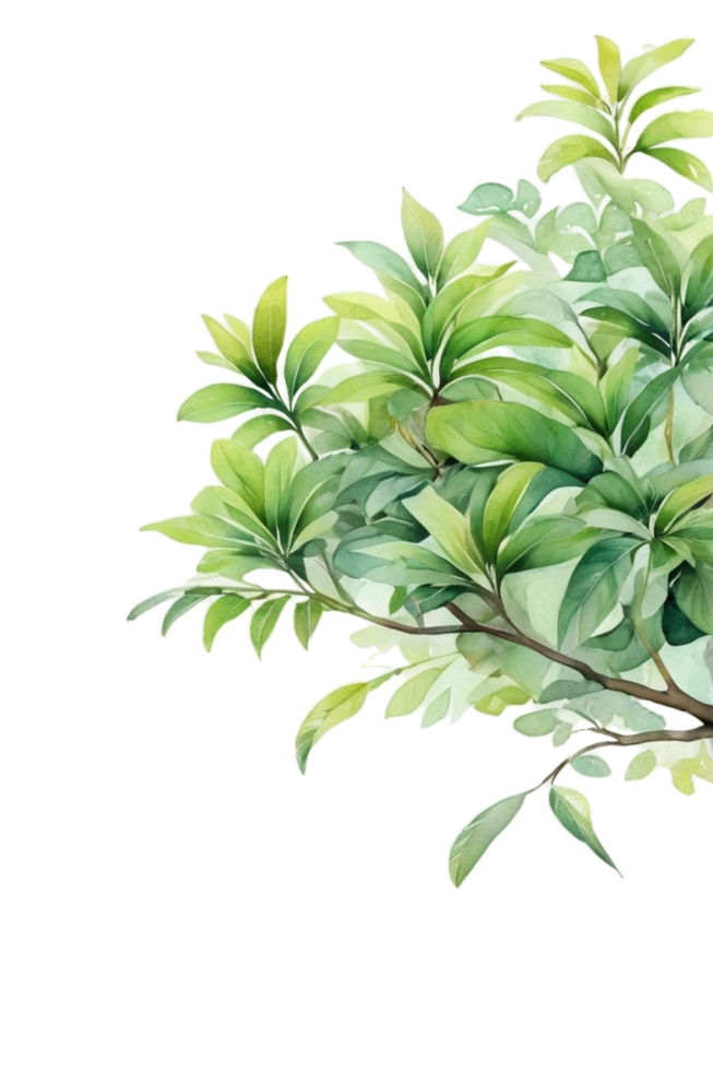 Leaves branch watercolor clipart png