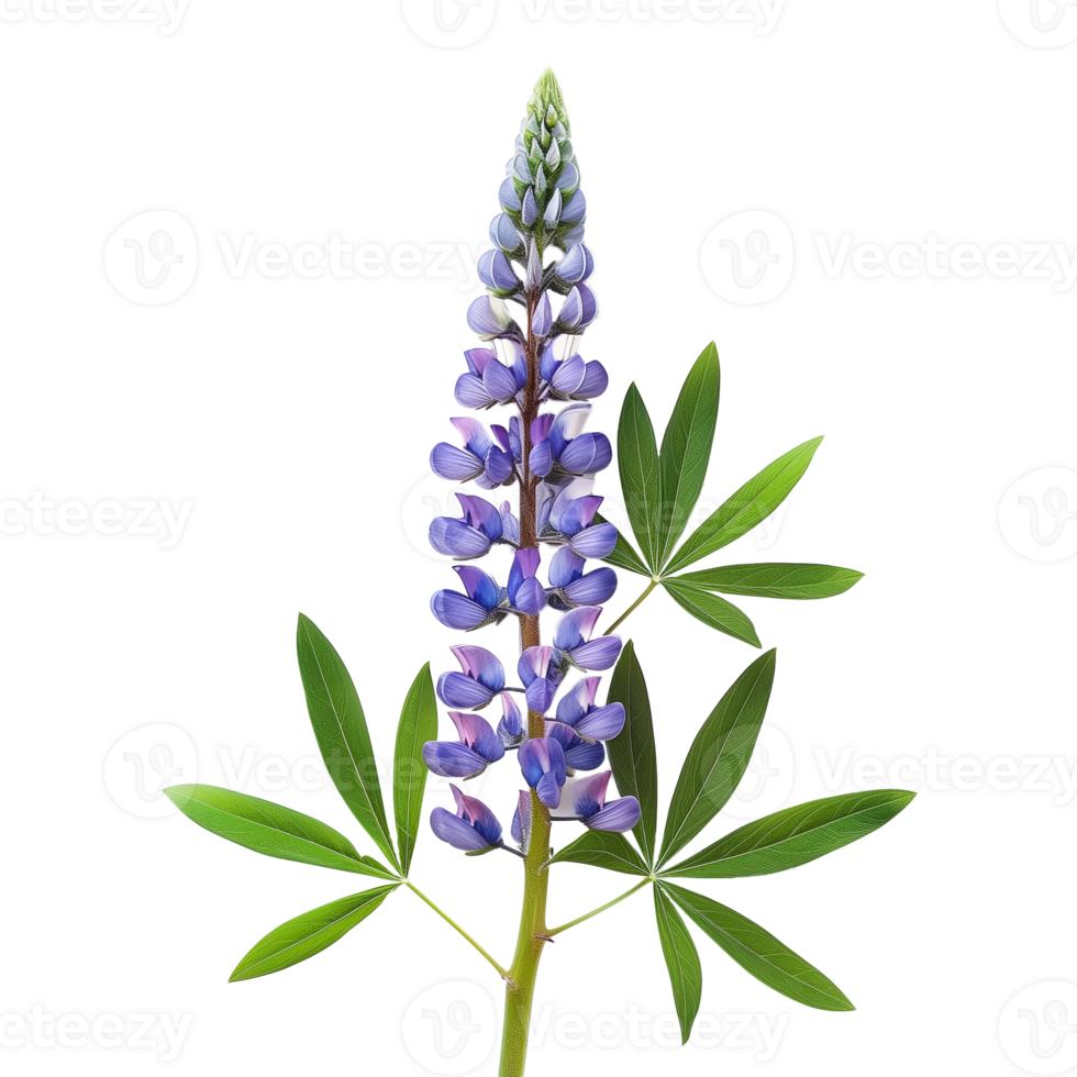 Lupine Flower Isolated on Transparent Background png