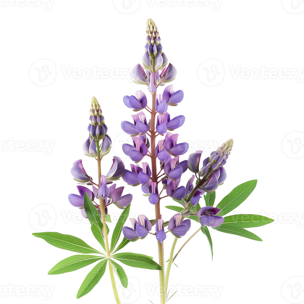 Lupine Flower Isolated on Transparent Background png