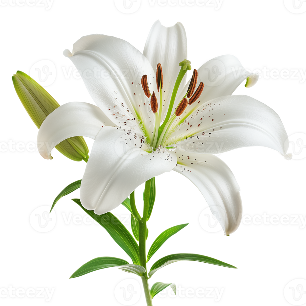 Lily Flower Isolated on Transparent Background png