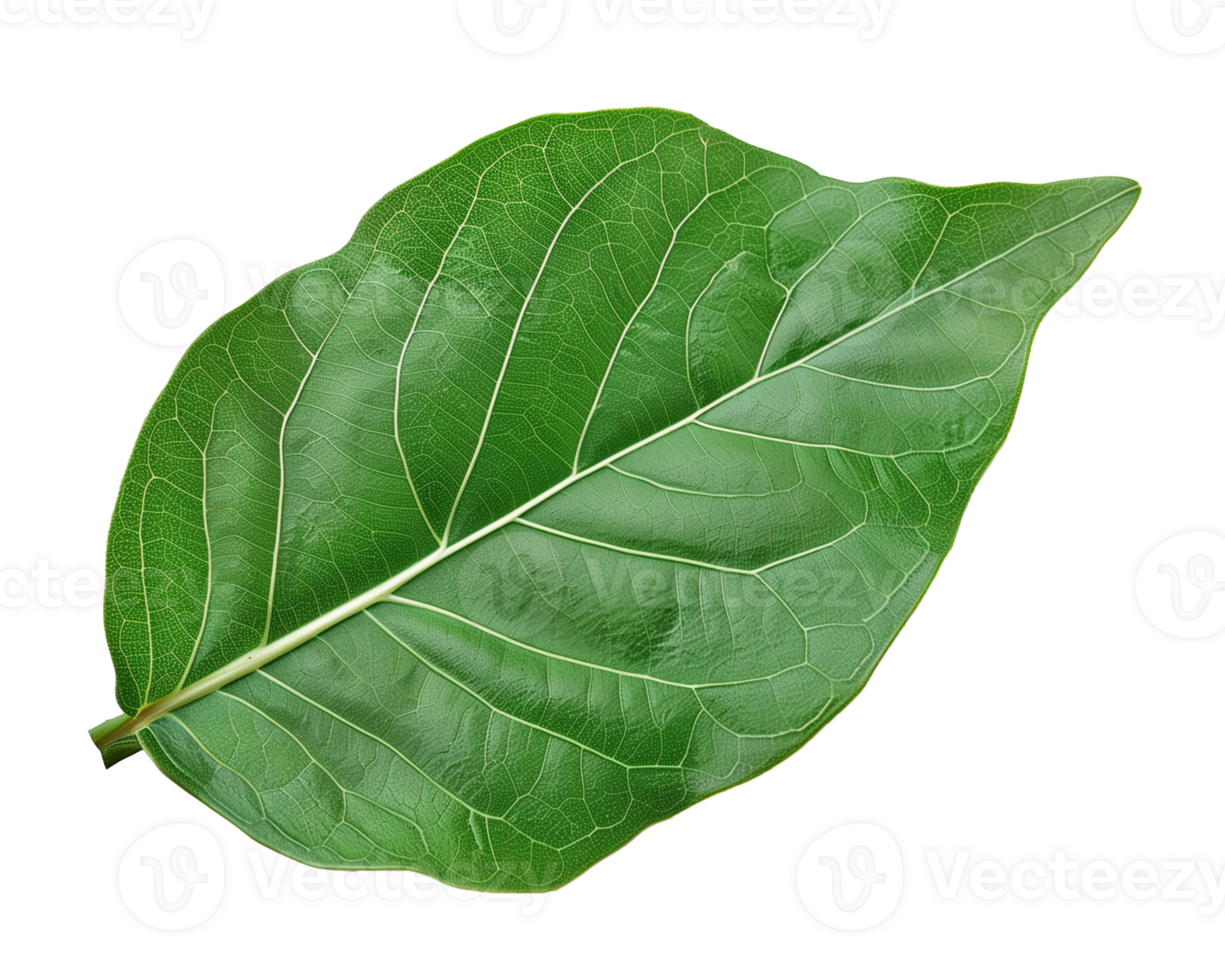 Green Leaf Isolated on Transparent Background png