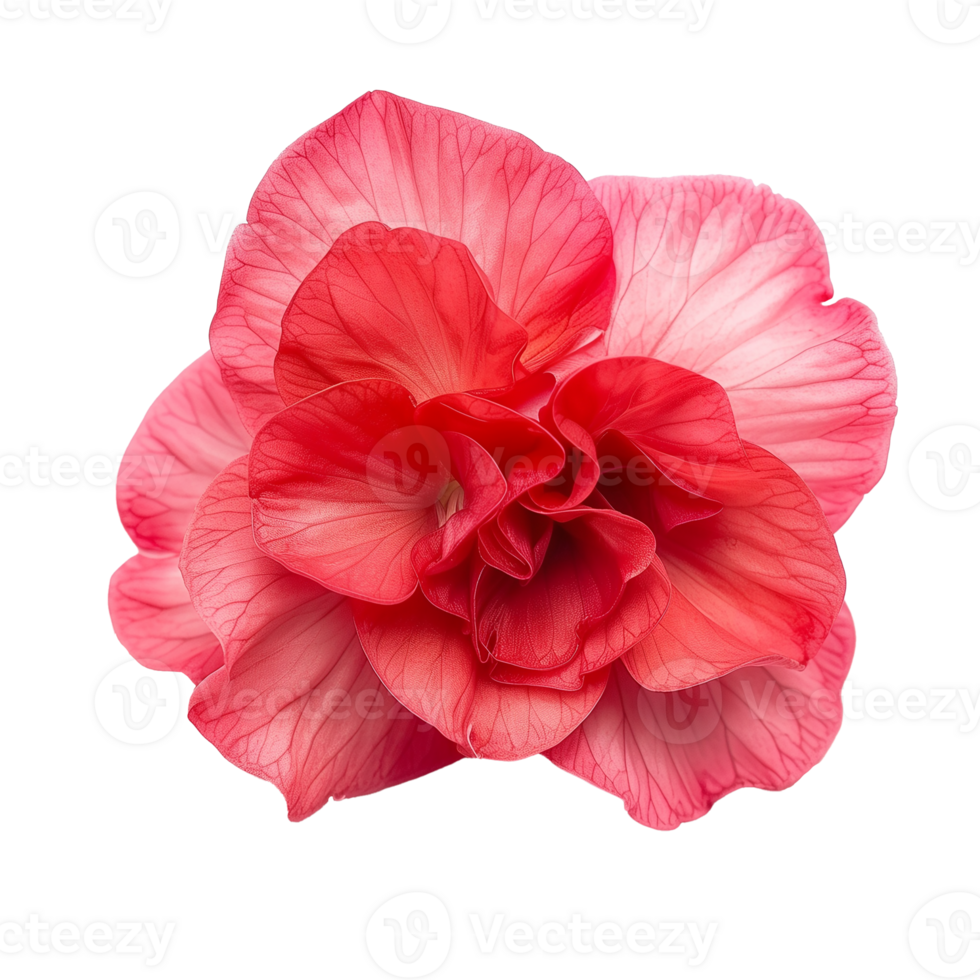Begonia Flower Isolated on Transparent Background png