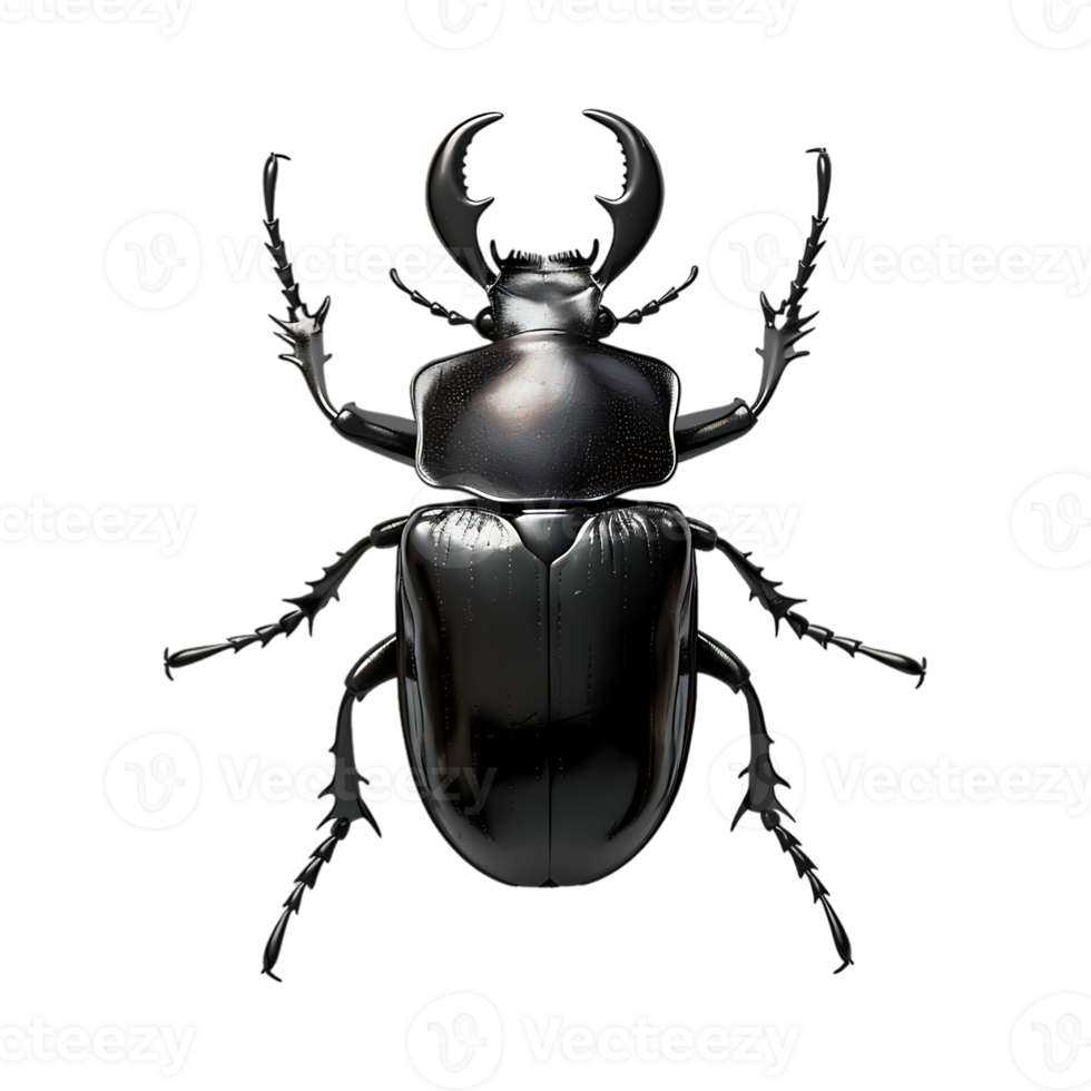 Beetle on Transparent Background png
