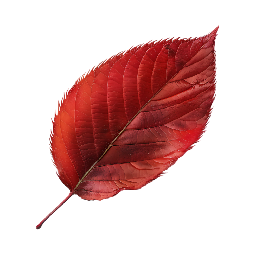 Red Autumn Leaf on Transparent Background png
