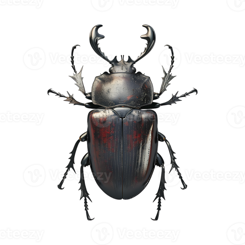 Beetle on Transparent Background png