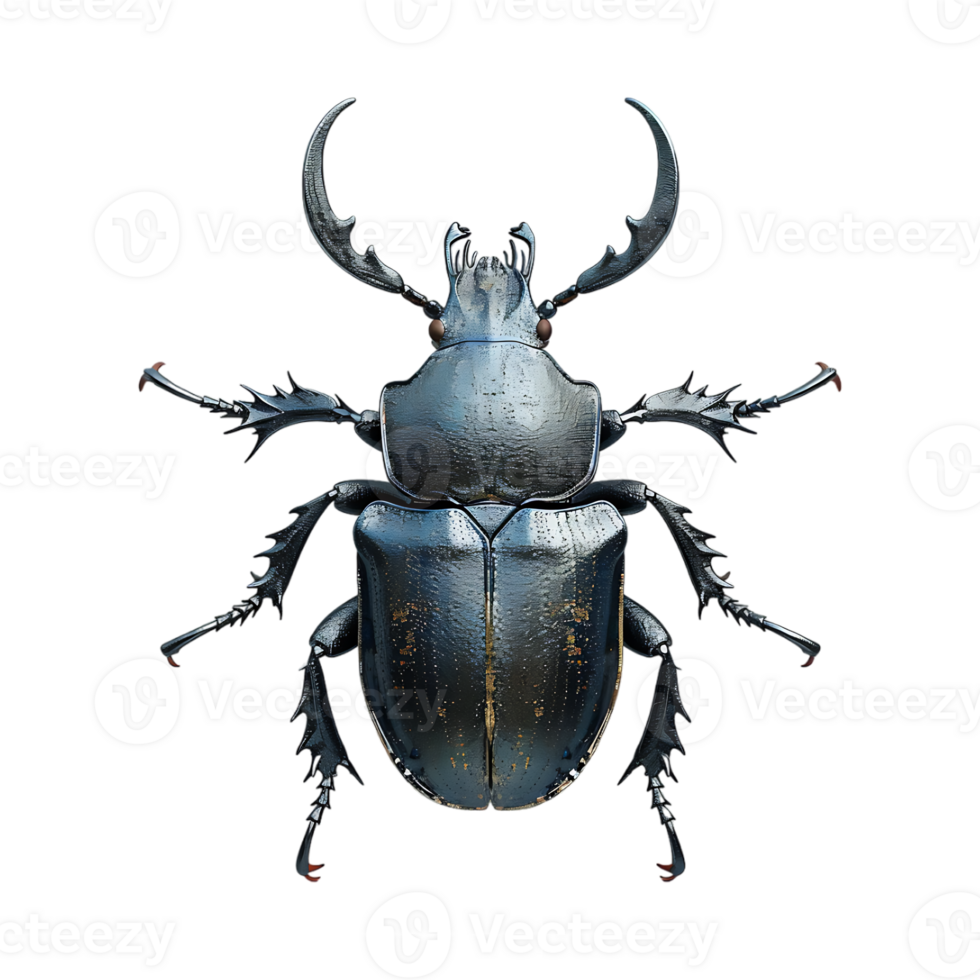 Beetle on Transparent Background png